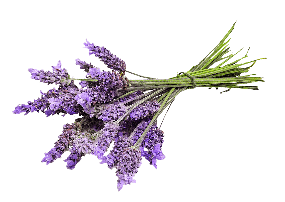 Lavender Flavouring for Food & Drink Industry - Stringer Flavour UK