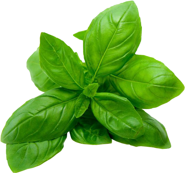 Basil Flavouring for Food Drink Industry Stringer Flavour UK