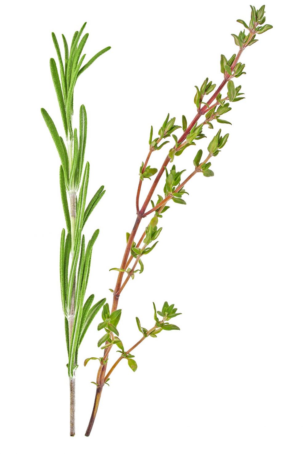 Rosemary & Thyme Flavouring for Food & Drink Industry - Stringer Flavour UK